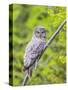 Wyoming, Grand Teton National Park, an Adult Great Gray Owl Roosts on a Branch-Elizabeth Boehm-Stretched Canvas