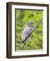 Wyoming, Grand Teton National Park, an Adult Great Gray Owl Roosts on a Branch-Elizabeth Boehm-Framed Photographic Print