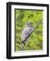 Wyoming, Grand Teton National Park, an Adult Great Gray Owl Roosts on a Branch-Elizabeth Boehm-Framed Photographic Print