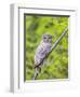 Wyoming, Grand Teton National Park, an Adult Great Gray Owl Roosts on a Branch-Elizabeth Boehm-Framed Photographic Print