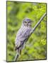 Wyoming, Grand Teton National Park, an Adult Great Gray Owl Roosts on a Branch-Elizabeth Boehm-Mounted Photographic Print