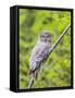 Wyoming, Grand Teton National Park, an Adult Great Gray Owl Roosts on a Branch-Elizabeth Boehm-Framed Stretched Canvas