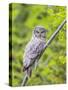 Wyoming, Grand Teton National Park, an Adult Great Gray Owl Roosts on a Branch-Elizabeth Boehm-Stretched Canvas