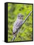 Wyoming, Grand Teton National Park, an Adult Great Gray Owl Roosts on a Branch-Elizabeth Boehm-Framed Stretched Canvas