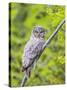 Wyoming, Grand Teton National Park, an Adult Great Gray Owl Roosts on a Branch-Elizabeth Boehm-Stretched Canvas