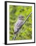 Wyoming, Grand Teton National Park, an Adult Great Gray Owl Roosts on a Branch-Elizabeth Boehm-Framed Photographic Print