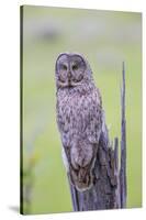 Wyoming, Grand Teton National Park, an Adult Great Gray Owl Sits on a Stump-Elizabeth Boehm-Stretched Canvas