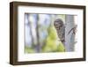 Wyoming, Grand Teton National Park, an Adult Great Gray Owl Stares from Behind an Aspen Tree-Elizabeth Boehm-Framed Photographic Print