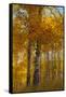 Wyoming, Grand Teton National Park. Autumn Aspen-Judith Zimmerman-Framed Stretched Canvas