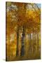 Wyoming, Grand Teton National Park. Autumn Aspen-Judith Zimmerman-Stretched Canvas