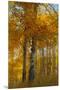 Wyoming, Grand Teton National Park. Autumn Aspen-Judith Zimmerman-Mounted Premium Photographic Print