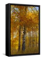 Wyoming, Grand Teton National Park. Autumn Aspen-Judith Zimmerman-Framed Stretched Canvas