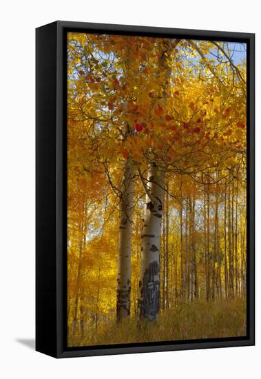 Wyoming, Grand Teton National Park. Autumn Aspen-Judith Zimmerman-Framed Stretched Canvas