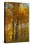 Wyoming, Grand Teton National Park. Autumn Aspen-Judith Zimmerman-Stretched Canvas