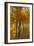 Wyoming, Grand Teton National Park. Autumn Aspen-Judith Zimmerman-Framed Photographic Print