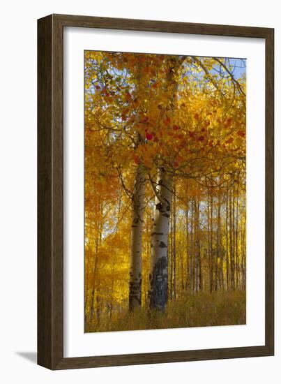 Wyoming, Grand Teton National Park. Autumn Aspen-Judith Zimmerman-Framed Photographic Print