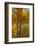 Wyoming, Grand Teton National Park. Autumn Aspen-Judith Zimmerman-Framed Photographic Print