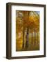 Wyoming, Grand Teton National Park. Autumn Aspen-Judith Zimmerman-Framed Photographic Print