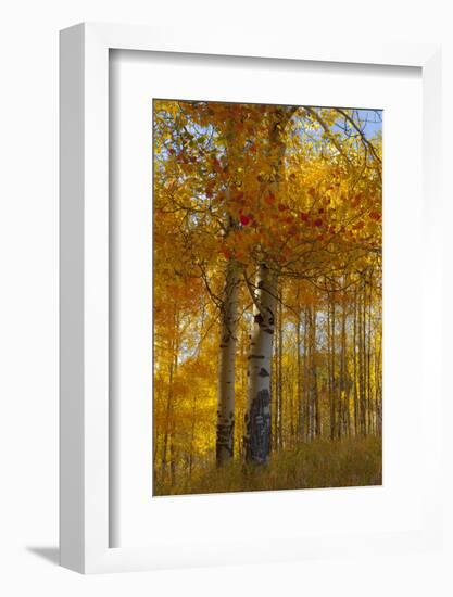 Wyoming, Grand Teton National Park. Autumn Aspen-Judith Zimmerman-Framed Photographic Print