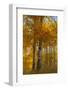 Wyoming, Grand Teton National Park. Autumn Aspen-Judith Zimmerman-Framed Photographic Print