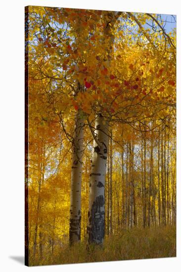 Wyoming, Grand Teton National Park. Autumn Aspen-Judith Zimmerman-Stretched Canvas