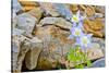 Wyoming, Grand Teton National Park, Close Up of Colorado Columbine Blooming-Elizabeth Boehm-Stretched Canvas