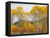 Wyoming, Grand Teton National Park. Golden Aspen trees-Jamie and Judy Wild-Framed Stretched Canvas