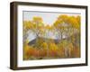Wyoming, Grand Teton National Park. Golden Aspen trees-Jamie and Judy Wild-Framed Photographic Print