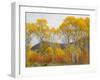 Wyoming, Grand Teton National Park. Golden Aspen trees-Jamie and Judy Wild-Framed Photographic Print