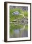 Wyoming, Grand Teton National Park, Great Blue Heron Hunting Along Shore of Pond-Elizabeth Boehm-Framed Photographic Print