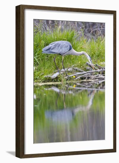 Wyoming, Grand Teton National Park, Great Blue Heron Hunting Along Shore of Pond-Elizabeth Boehm-Framed Photographic Print