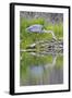 Wyoming, Grand Teton National Park, Great Blue Heron Hunting Along Shore of Pond-Elizabeth Boehm-Framed Photographic Print