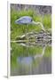 Wyoming, Grand Teton National Park, Great Blue Heron Hunting Along Shore of Pond-Elizabeth Boehm-Framed Photographic Print