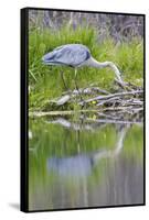 Wyoming, Grand Teton National Park, Great Blue Heron Hunting Along Shore of Pond-Elizabeth Boehm-Framed Stretched Canvas