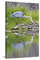 Wyoming, Grand Teton National Park, Great Blue Heron Hunting Along Shore of Pond-Elizabeth Boehm-Stretched Canvas