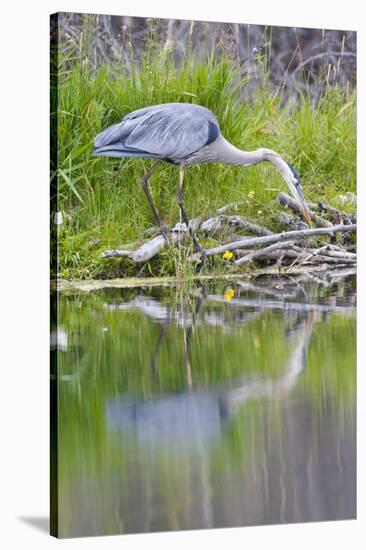 Wyoming, Grand Teton National Park, Great Blue Heron Hunting Along Shore of Pond-Elizabeth Boehm-Stretched Canvas