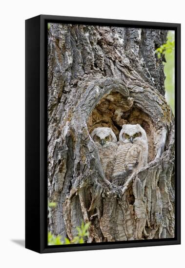 Wyoming, Grand Teton National Park, Great Horned Owlets in Nest Cavity-Elizabeth Boehm-Framed Stretched Canvas