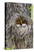 Wyoming, Grand Teton National Park, Great Horned Owlets in Nest Cavity-Elizabeth Boehm-Stretched Canvas