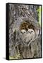 Wyoming, Grand Teton National Park, Great Horned Owlets in Nest Cavity-Elizabeth Boehm-Framed Stretched Canvas