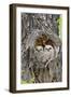 Wyoming, Grand Teton National Park, Great Horned Owlets in Nest Cavity-Elizabeth Boehm-Framed Premium Photographic Print