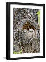 Wyoming, Grand Teton National Park, Great Horned Owlets in Nest Cavity-Elizabeth Boehm-Framed Premium Photographic Print