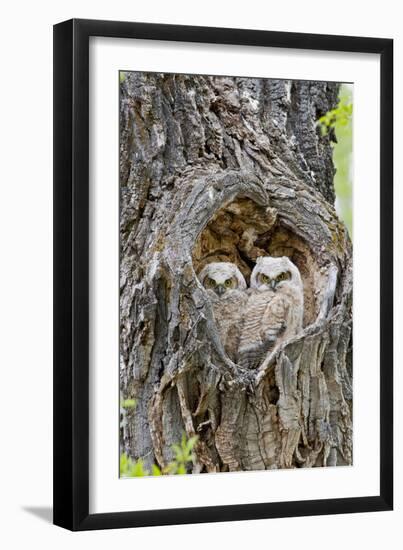 Wyoming, Grand Teton National Park, Great Horned Owlets in Nest Cavity-Elizabeth Boehm-Framed Premium Photographic Print