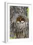 Wyoming, Grand Teton National Park, Great Horned Owlets in Nest Cavity-Elizabeth Boehm-Framed Premium Photographic Print