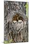 Wyoming, Grand Teton National Park, Great Horned Owlets in Nest Cavity-Elizabeth Boehm-Mounted Photographic Print
