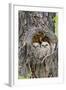 Wyoming, Grand Teton National Park, Great Horned Owlets in Nest Cavity-Elizabeth Boehm-Framed Photographic Print