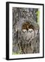 Wyoming, Grand Teton National Park, Great Horned Owlets in Nest Cavity-Elizabeth Boehm-Framed Photographic Print