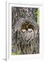 Wyoming, Grand Teton National Park, Great Horned Owlets in Nest Cavity-Elizabeth Boehm-Framed Photographic Print