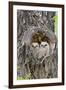 Wyoming, Grand Teton National Park, Great Horned Owlets in Nest Cavity-Elizabeth Boehm-Framed Photographic Print