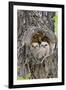 Wyoming, Grand Teton National Park, Great Horned Owlets in Nest Cavity-Elizabeth Boehm-Framed Photographic Print