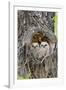 Wyoming, Grand Teton National Park, Great Horned Owlets in Nest Cavity-Elizabeth Boehm-Framed Photographic Print